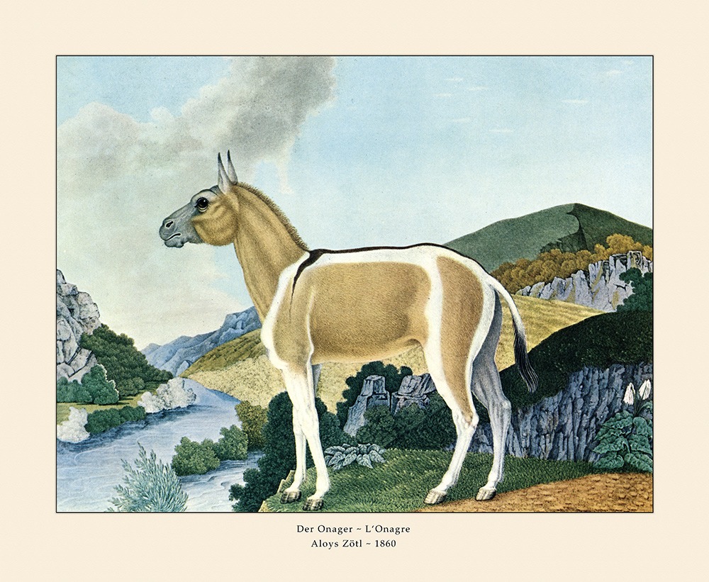 Der Onager Halbesel Iran Salzwüste Asiatischer