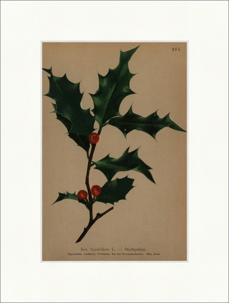 Stechpalme Ilex Aquifolium L. Alpenkette, Krummholzzone, Gebsch Alpenflora  265 | eBay