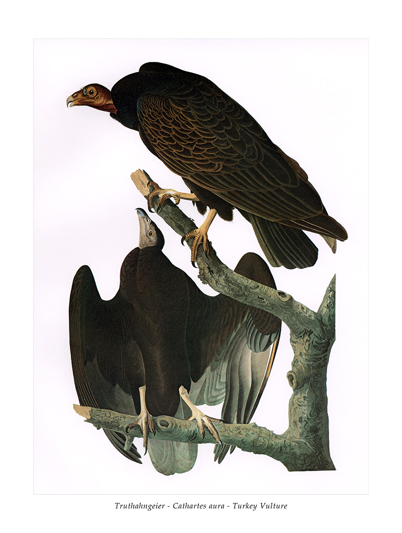 Truthahngeier Cathartes Aura Turkey Vulture Greifvogel Geier Audubon A3 087 Ebay