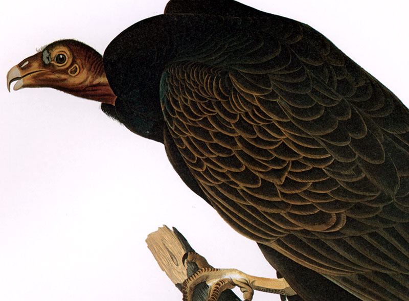 Truthahngeier Cathartes Aura Turkey Vulture Greifvogel Geier Audubon A3 087 Ebay