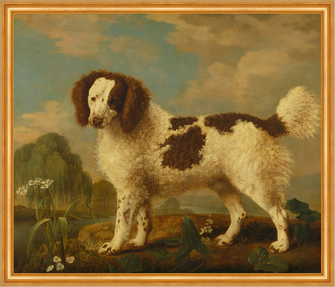 Brown and White Norfolk or Water Spaniel Stubbs Irische Hunde Rasse B A2 02044
