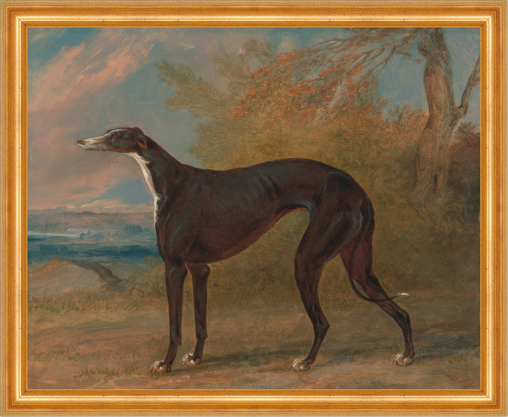 One of George Lane Foxs Winning Greyhounds George Garrard B A3 02004 Gerahmt