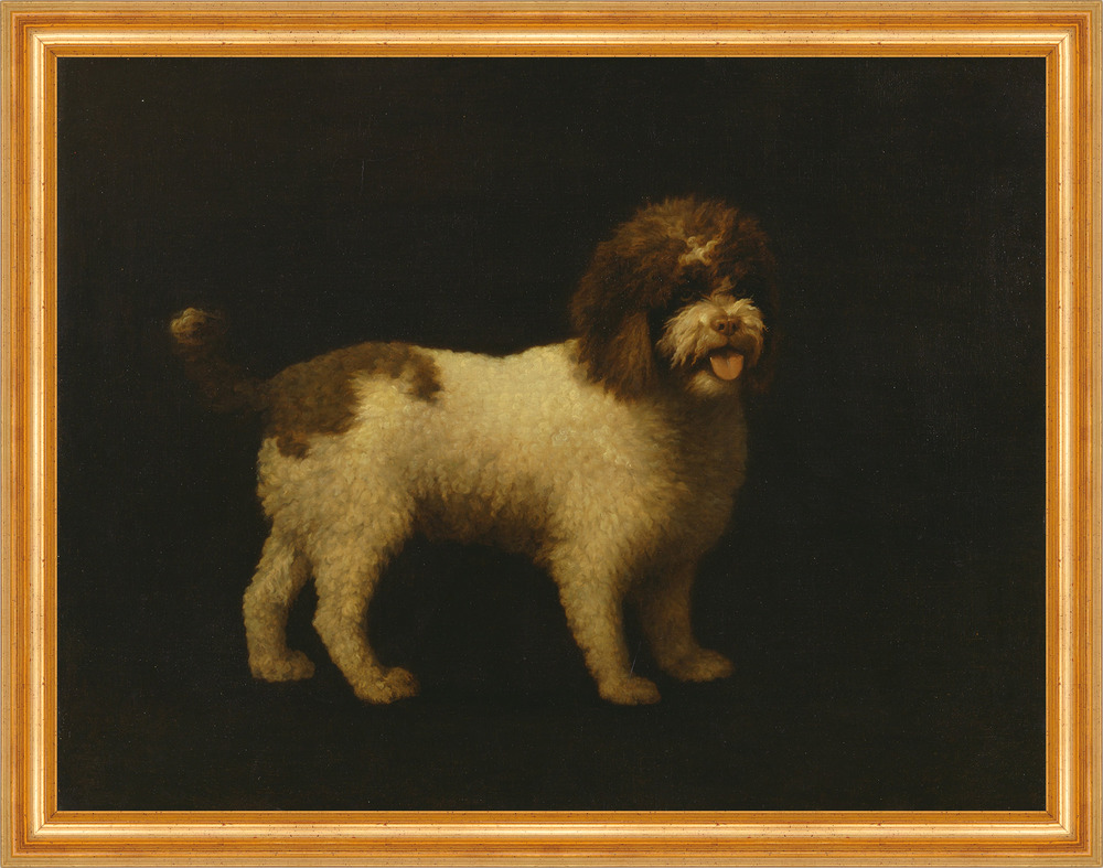 Water Spaniel George Stubbs Tiere Hunde Rassen Irisch Welpe B A3 02043 Gerahmt