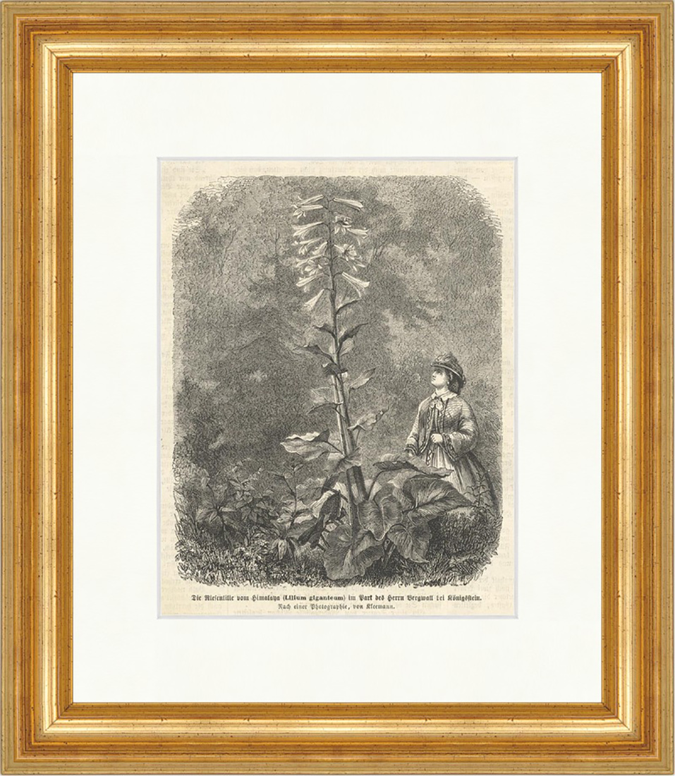 Die Riesenlilie vom Himalaya im Park des Herrn Bergwall Holzstich E 0568 Gerahmt