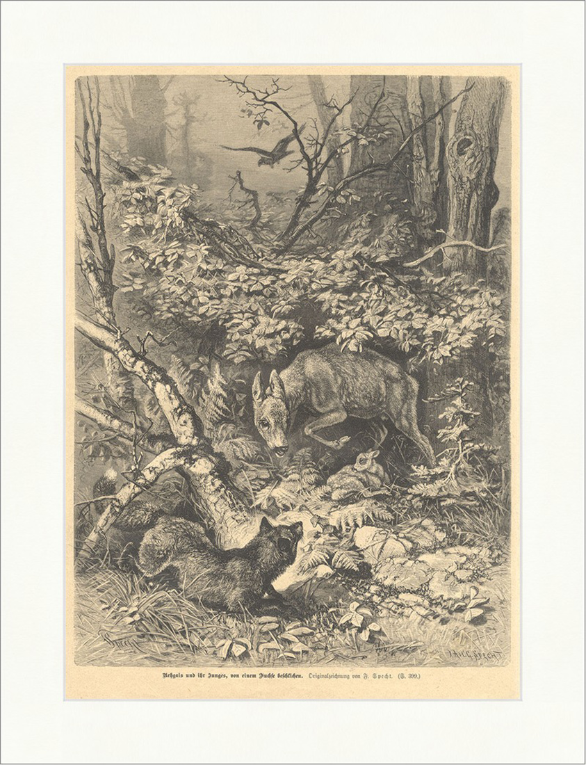Rehgais und ihr Junges, von einem Fuchse beschlichen Specht Holzstich E 14835