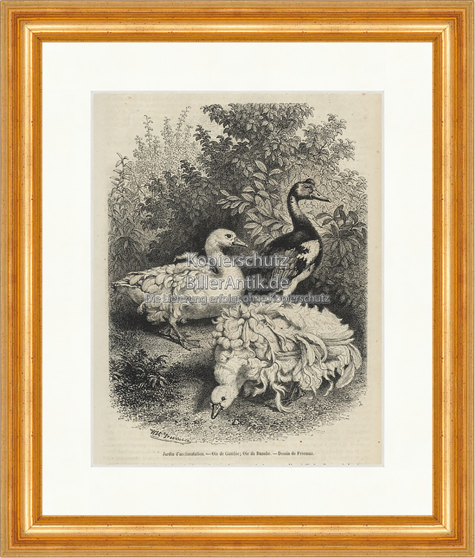 Jardin d acclimatation Enten Gefieder Büsche Körner Holzstich E 19740 Gerahmt