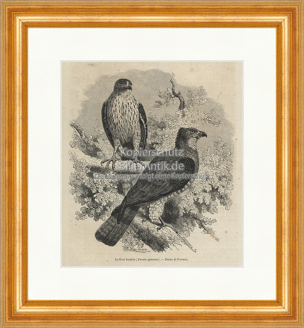 La Buse bondree Bussard Raubvogel Mäuseadler Schweben Holzstich E 19771 Gerahmt