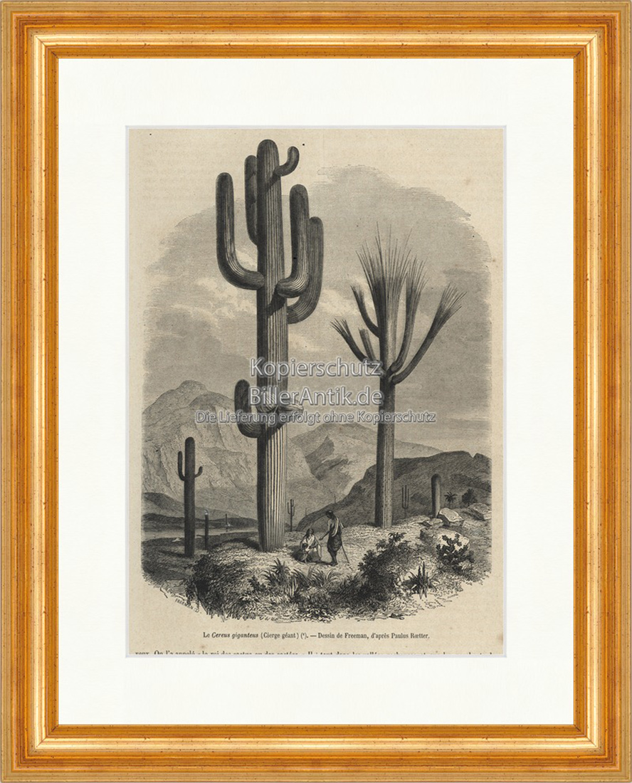 Le Cereus giganteus Gigantische Kaktus Wuchshöhe Holzstich E 19776 Gerahmt