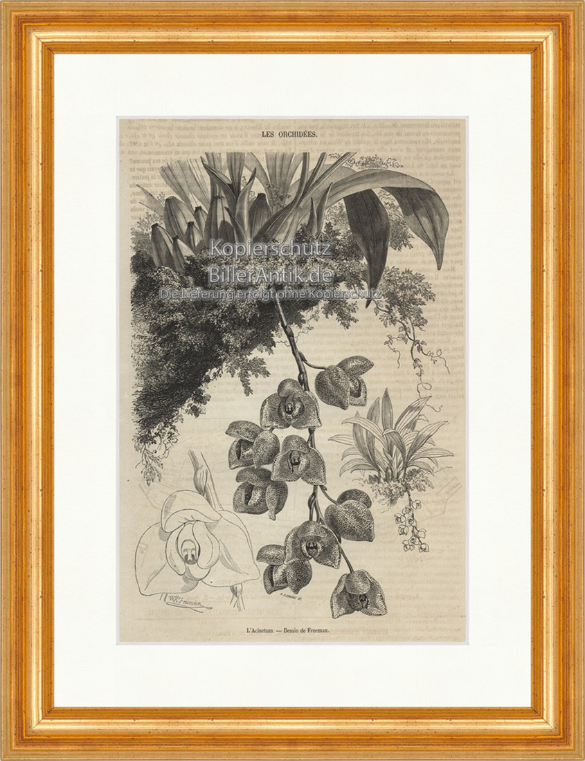 L Acinetum Orchidee Eisenhüte Giftig Pflanze Blüte Holzstich E 19834 Gerahmt