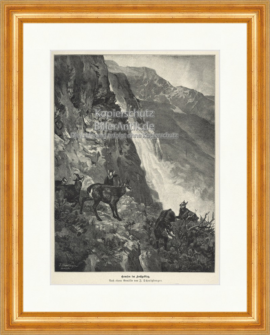 Gemsen im Hochgebirg Gletscher Gamswild Jagd Felsen Holzstich E 19938 Gerahmt