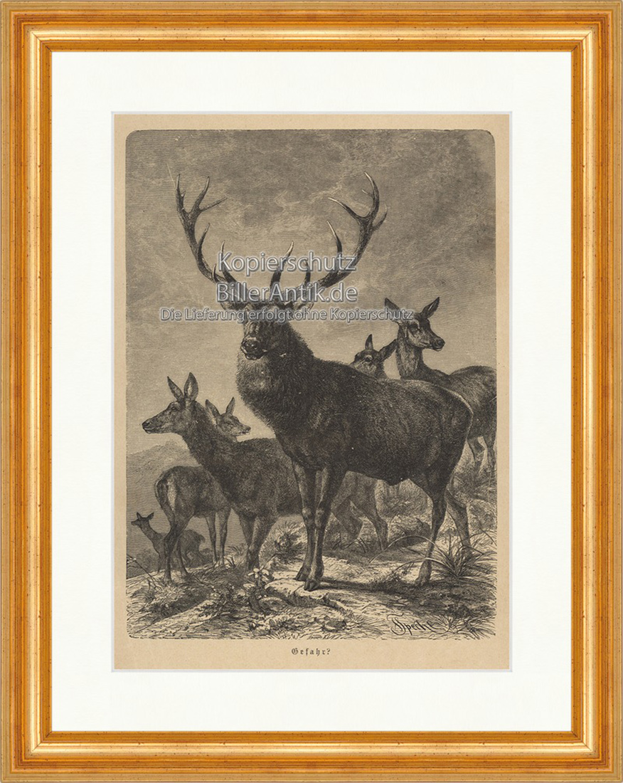 Gefahr Vorsicht Hirsch Kuh Specht Hornträger Paarhufer Holzstich E 19941 Gerahmt