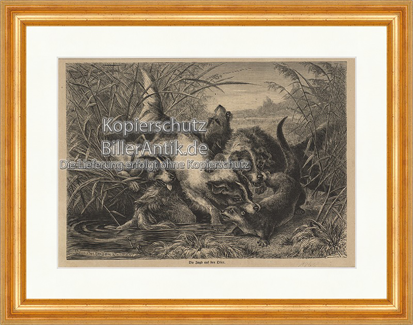 Die Jagd auf den Otter Wassermarder Gefährdung Hunde Holzstich E 19971 Gerahmt