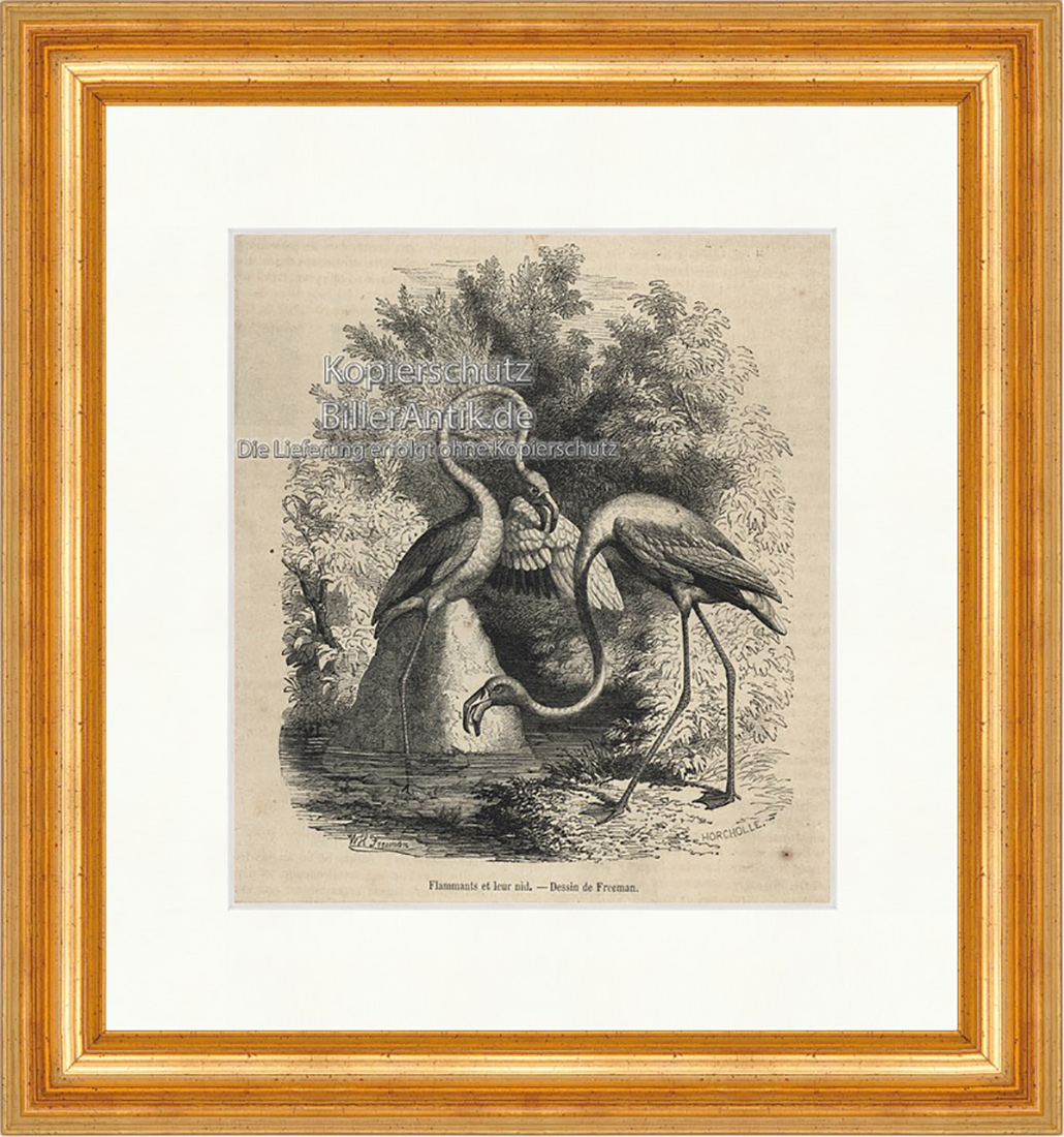 Flammants et leur nid Flamingos Vögel Flügel Wasser Holzstich E 19987 Gerahmt