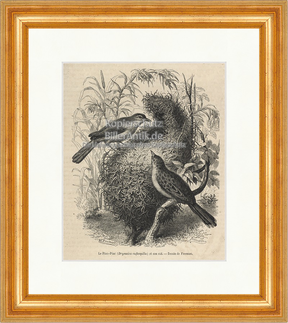 Le Pinc Pinc et son nid Nestbau Vogel Zahm Weibchen Holzstich E 19998 Gerahmt