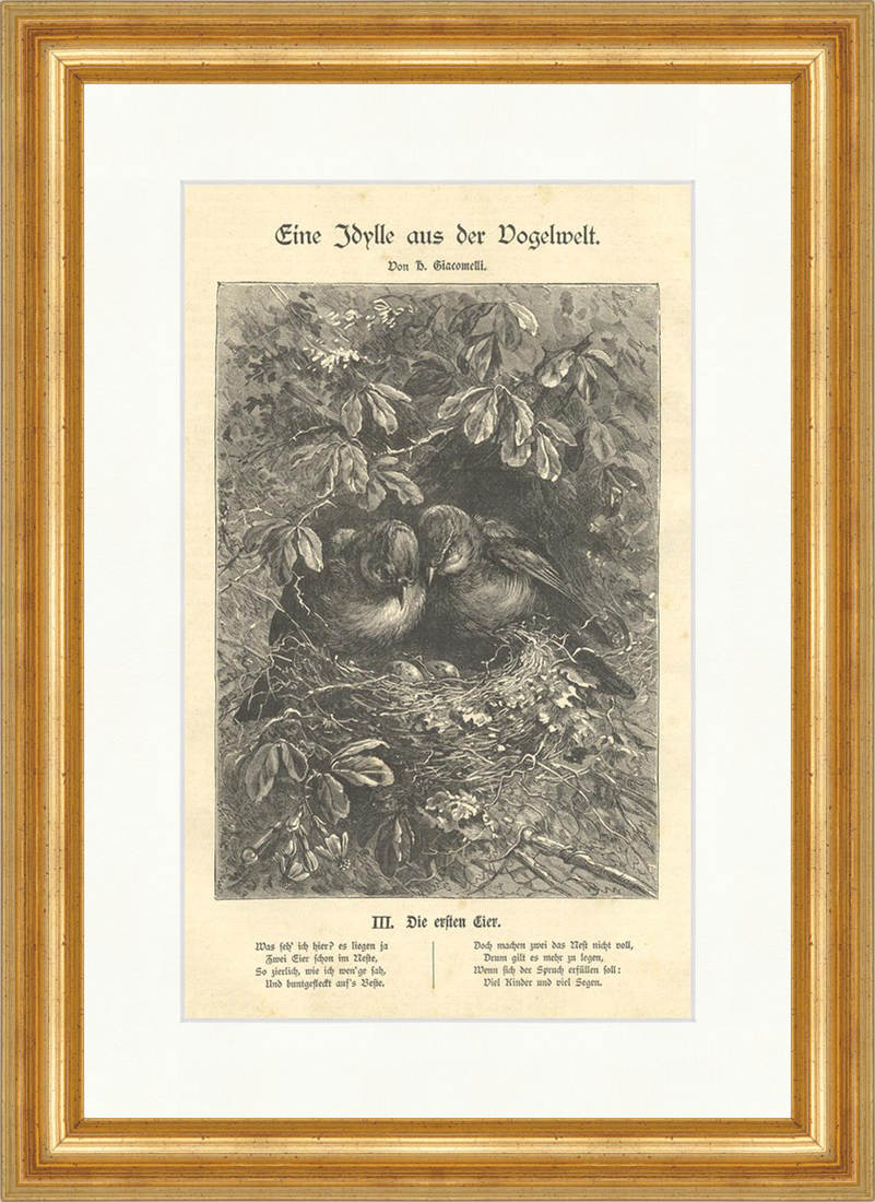 Eine Idylle aus der Vogelwelt. Die ersten Eier Holzstich Vögel E 1999 Gerahmt