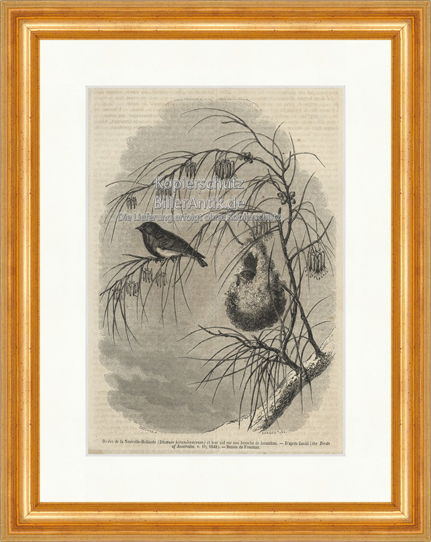 Dicees de la Nouvelle Hollande Singvögel Nest Baum Holzstich E 20022 Gerahmt