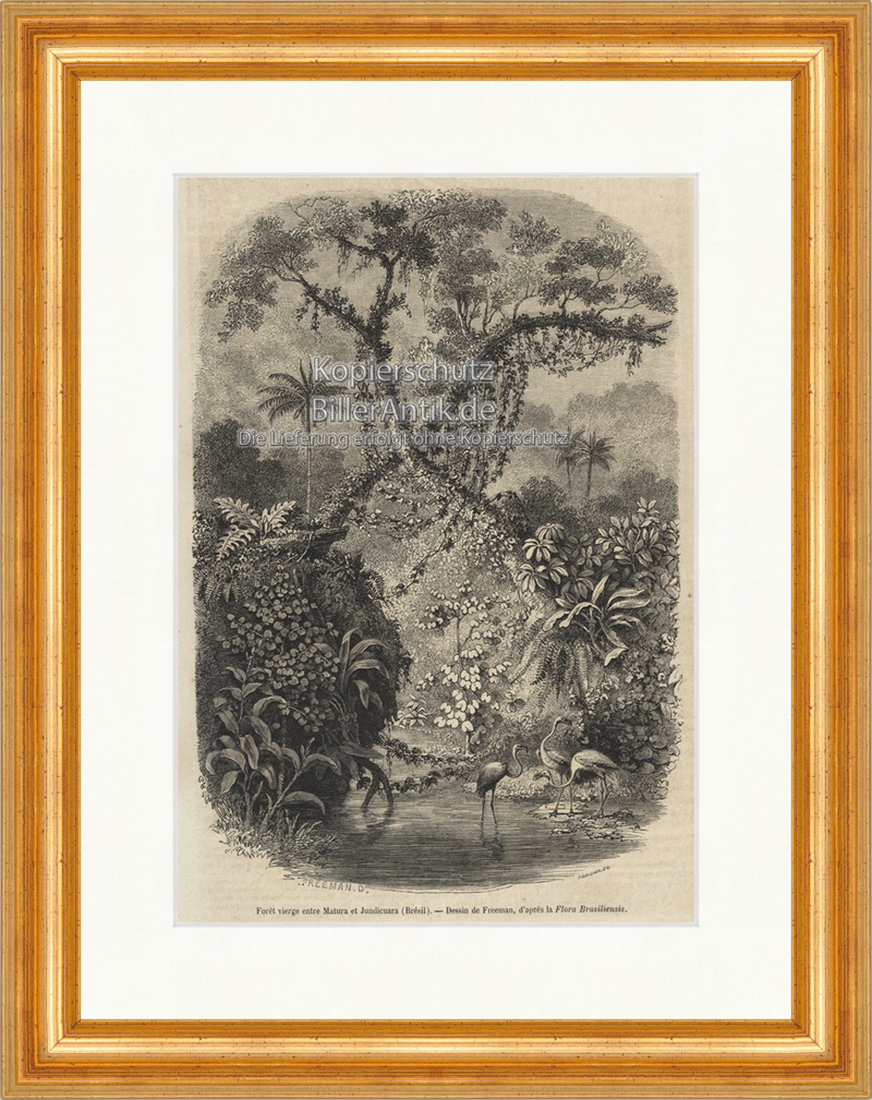 Foret vierge entre Matura et Jundicuara Brasilien Holzstich E 20035 Gerahmt