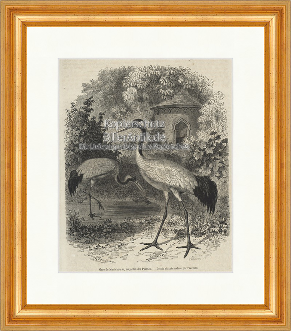 Grue de Mantchourie au jardin des Plantes Wasserstelle Holzstich E 20036 Gerahmt