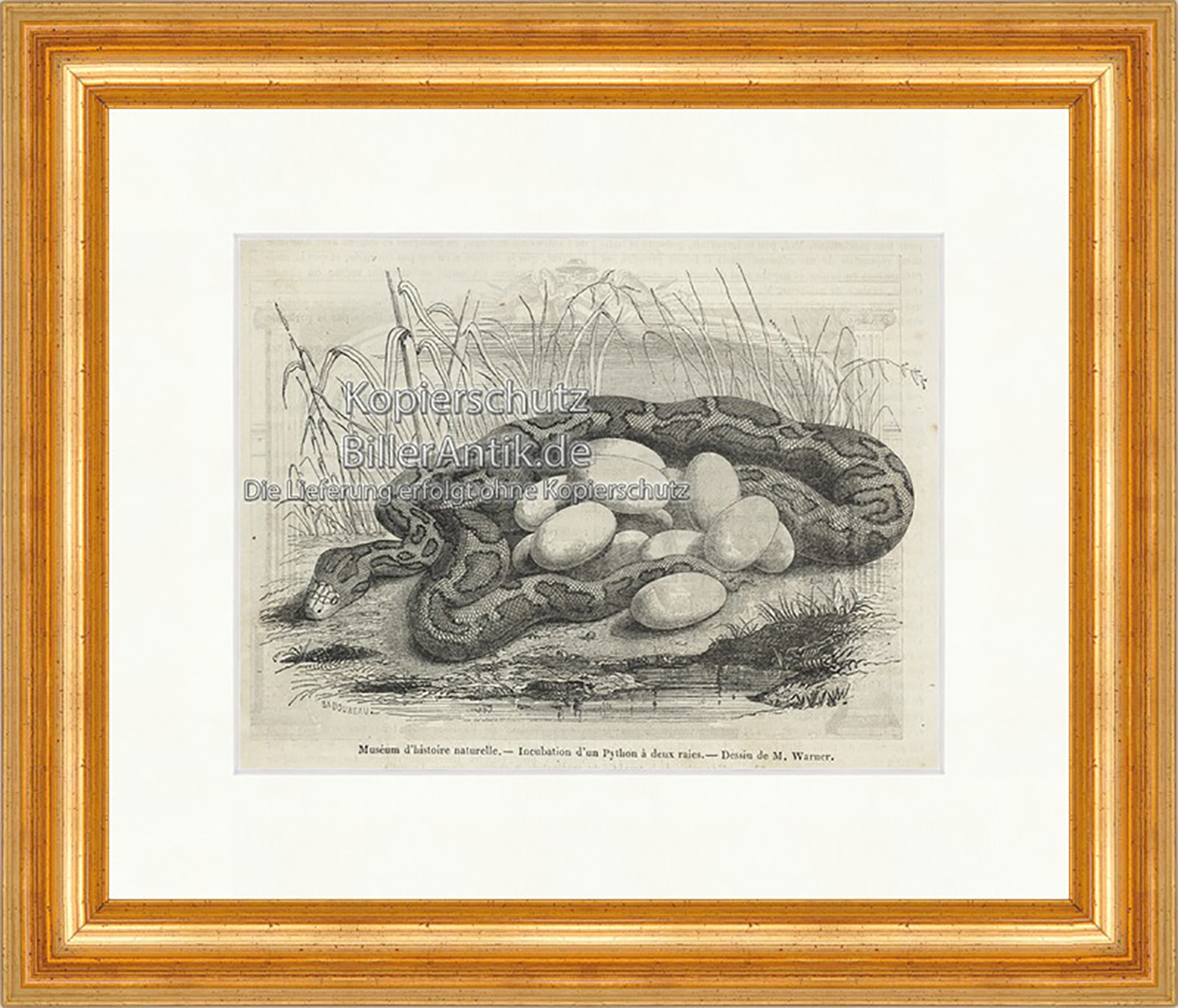 Incubation d un Python a deux raies Python Eier Ablage Holzstich E 20041 Gerahmt