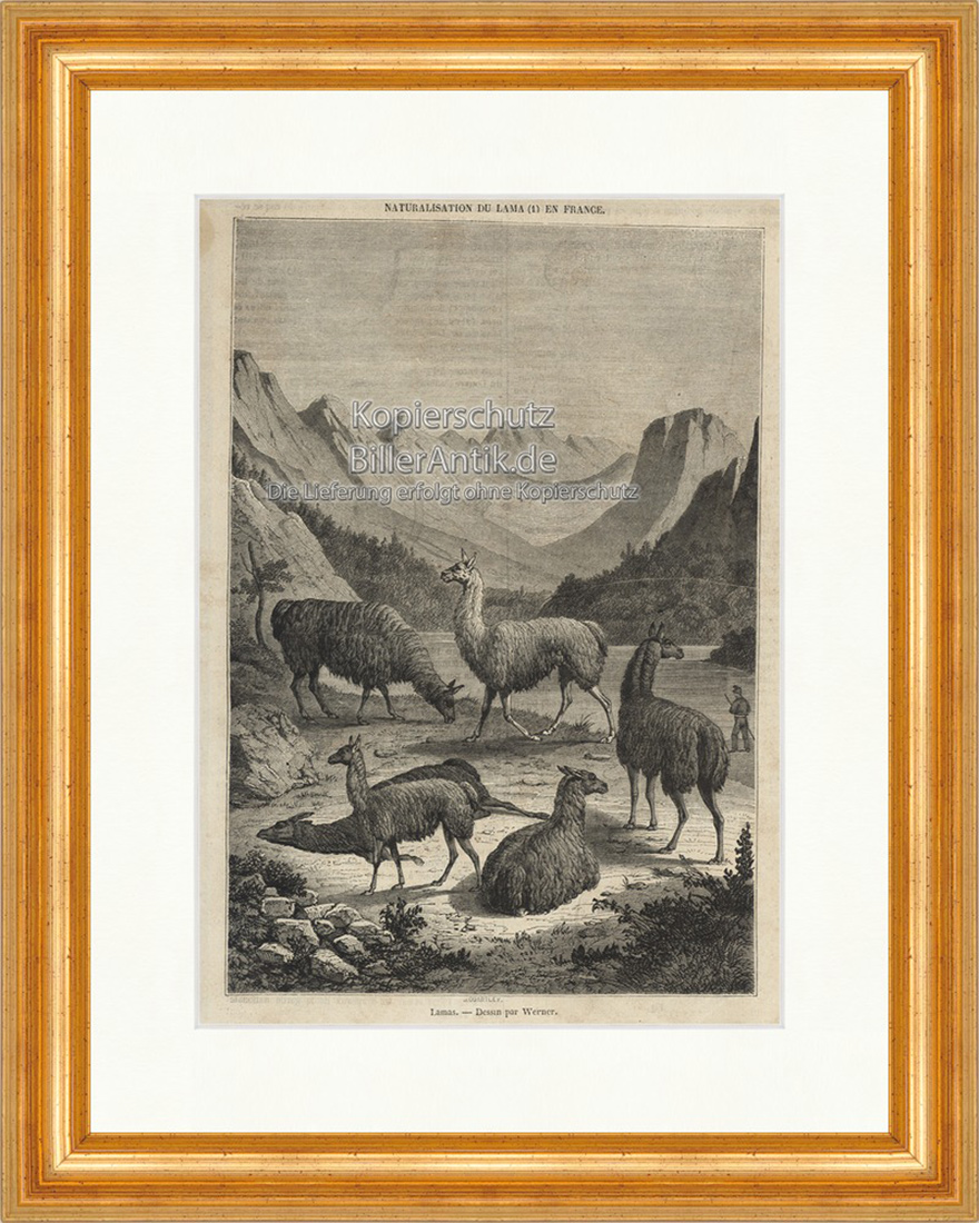 Lamas Kamel Anden Guanako Spucken Cria Fell Paarhufer Holzstich E 20043 Gerahmt