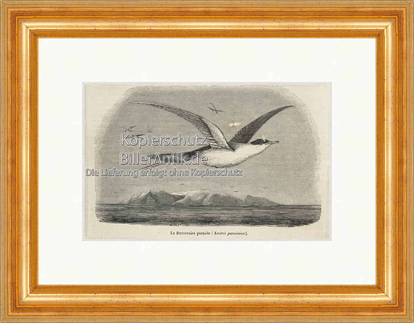 Le Stercoraire parasite Mauersegler Brutvogel Schrill Holzstich E 20046 Gerahmt