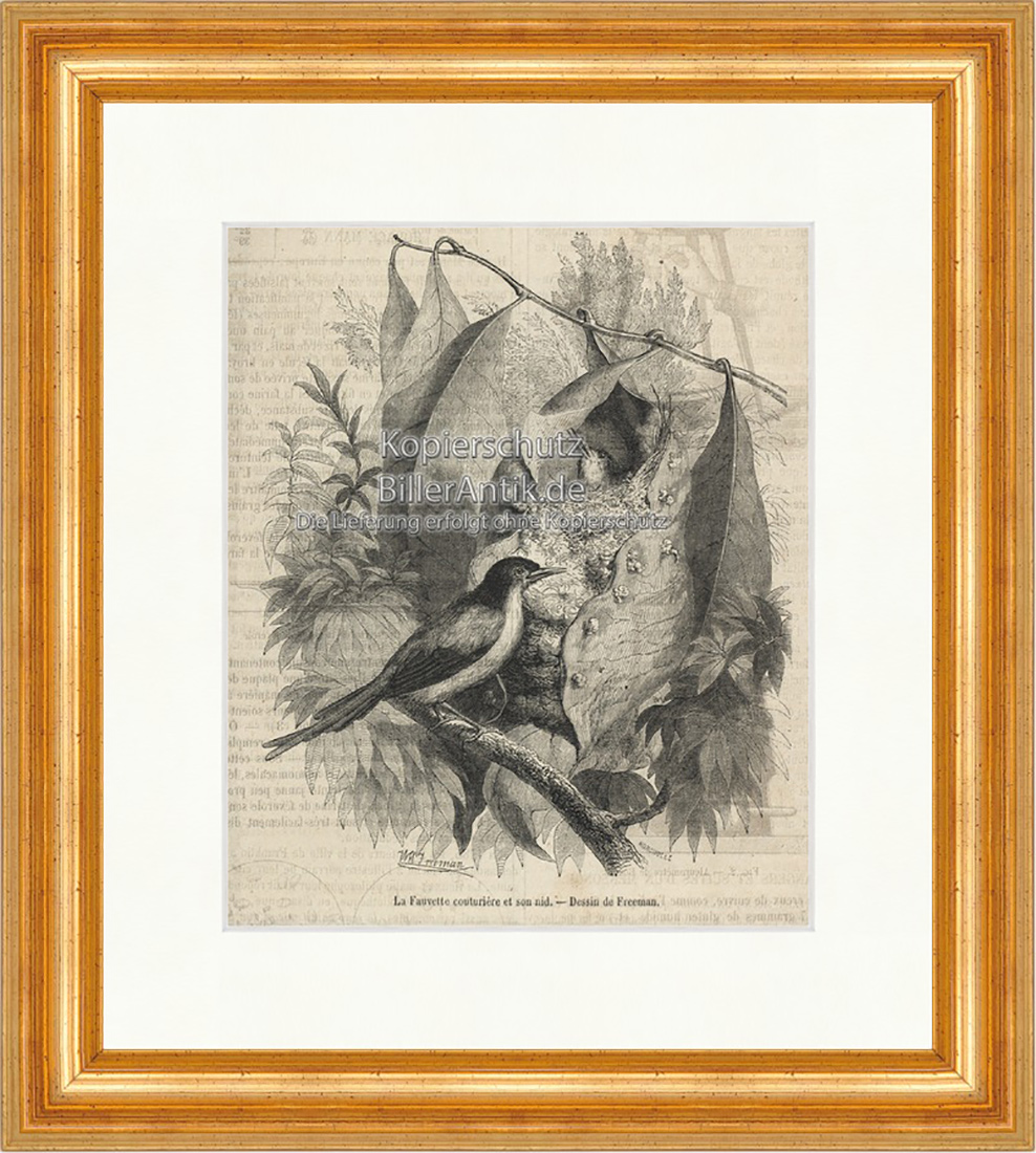 La Fauvette couturiere et son nid Waldsänge Sperling Holzstich E 20051 Gerahmt