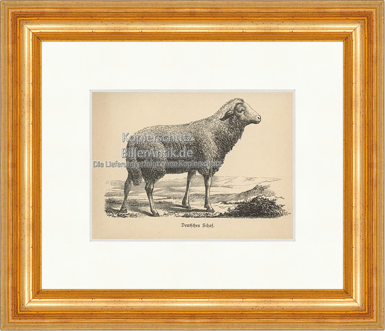 Deutsches Schaf Wolle Hausschaf Mufflon Widder Zibbe Holzstich E 20063 Gerahmt