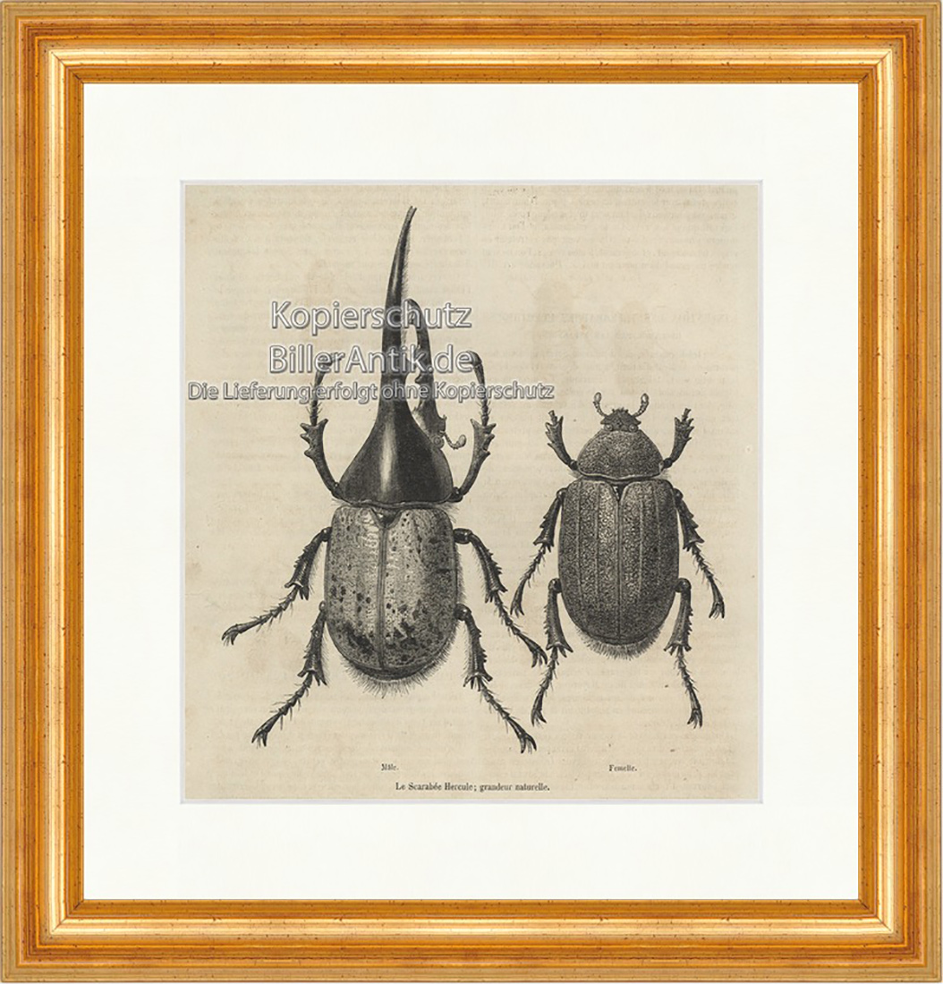 Le Scarabee Hercule grandeur naturelle Pillendreher Holzstich E 20140 Gerahmt