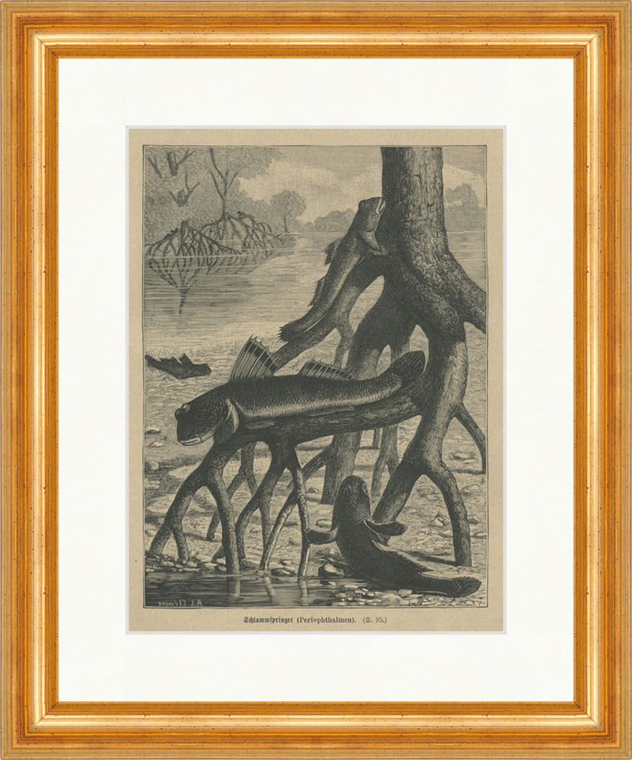 Schlammspringer Periophthalmen Rückenflossen Holzstich E 22627 Gerahmt