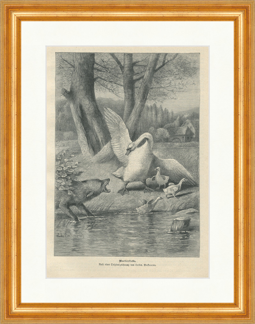 Mutterliebe. Ludwig Beckmann Schwan Wolf Verteidigung Holzstich E 24596 Gerahmt