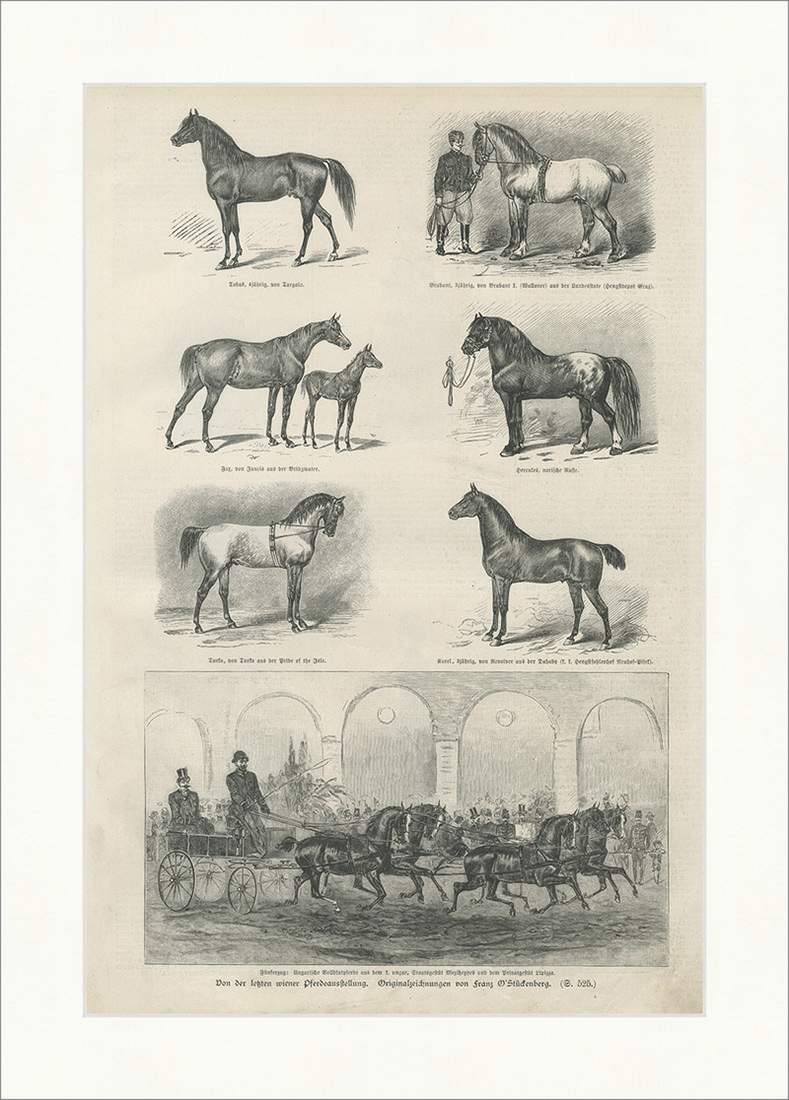 Von der letzten wiener Pferdeausstellung Stückenberg K&K Tiere Holzstich E 25410