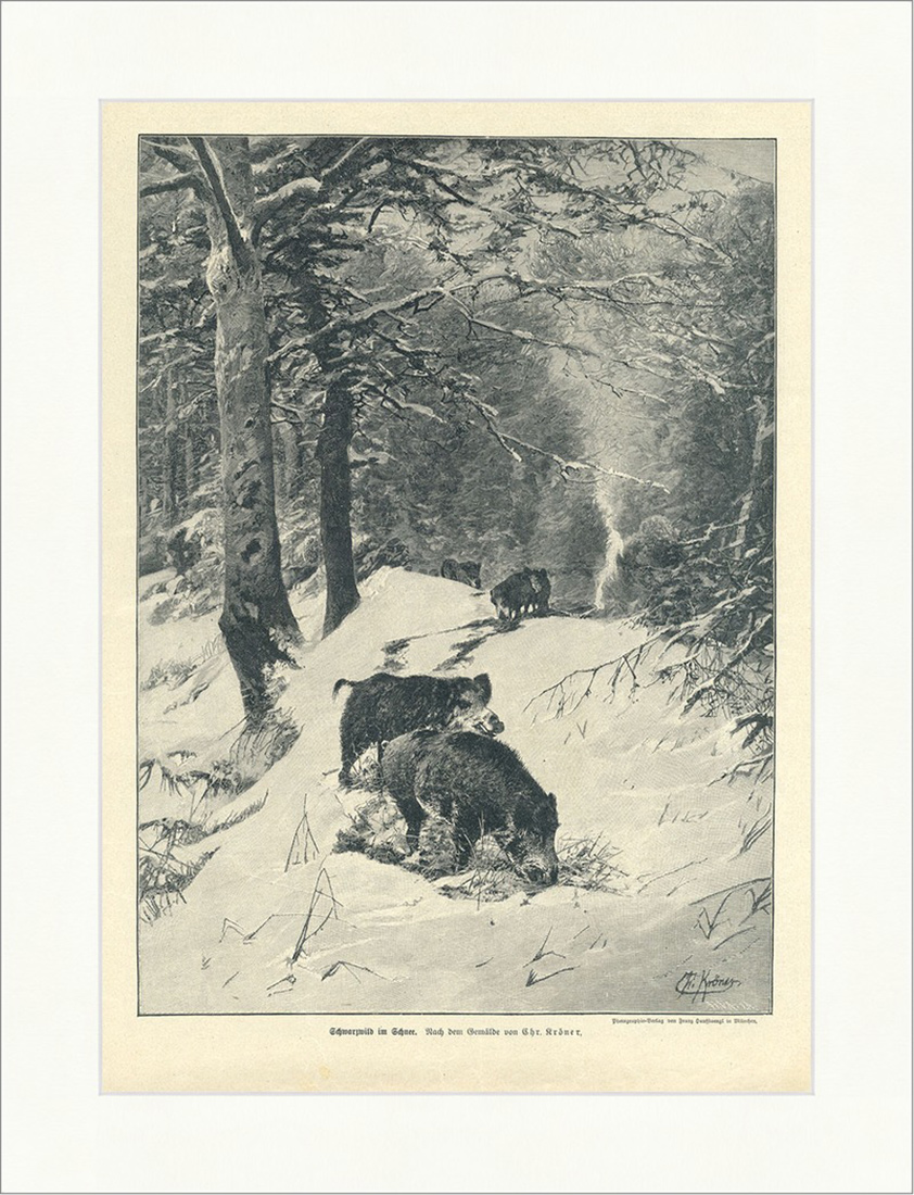 Schwarzwild im Schnee Chr. Kröner Tiere Wildschweine Wald Holzstich E 9717