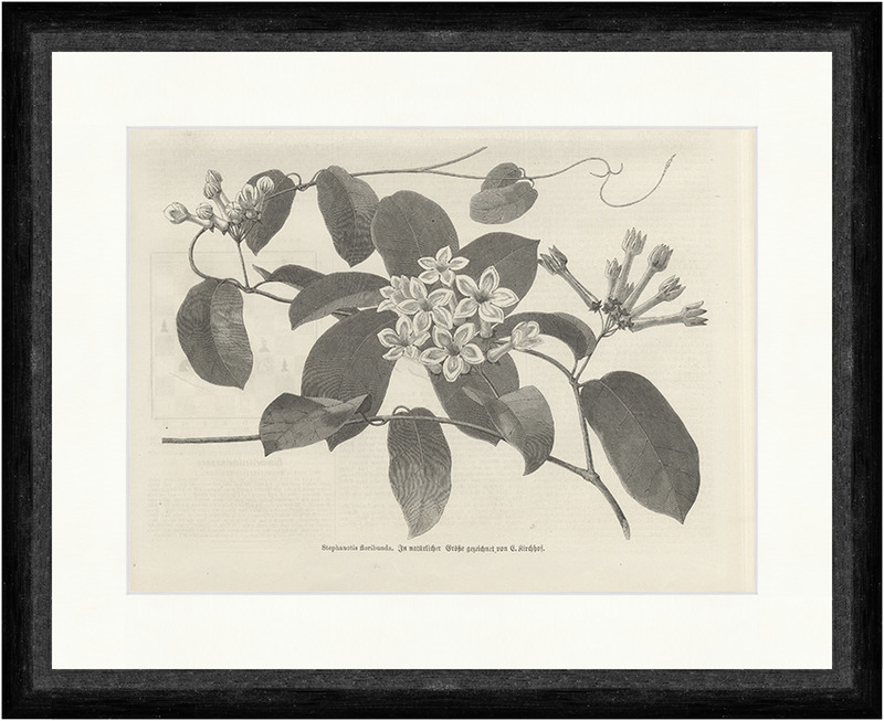 Stephanotis floribunda Kirchhof Kranzschlinge Pflanzen Blten Faksimile_E  14413 | eBay