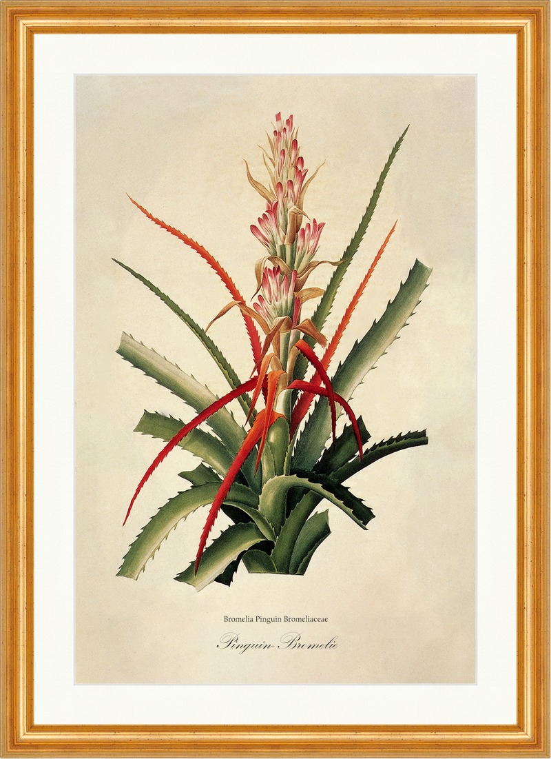 Pinguin-Bromelie Bromelia Pinguin Bromeliaceae Ananas Frucht Rot Redoute  014 | eBay.de