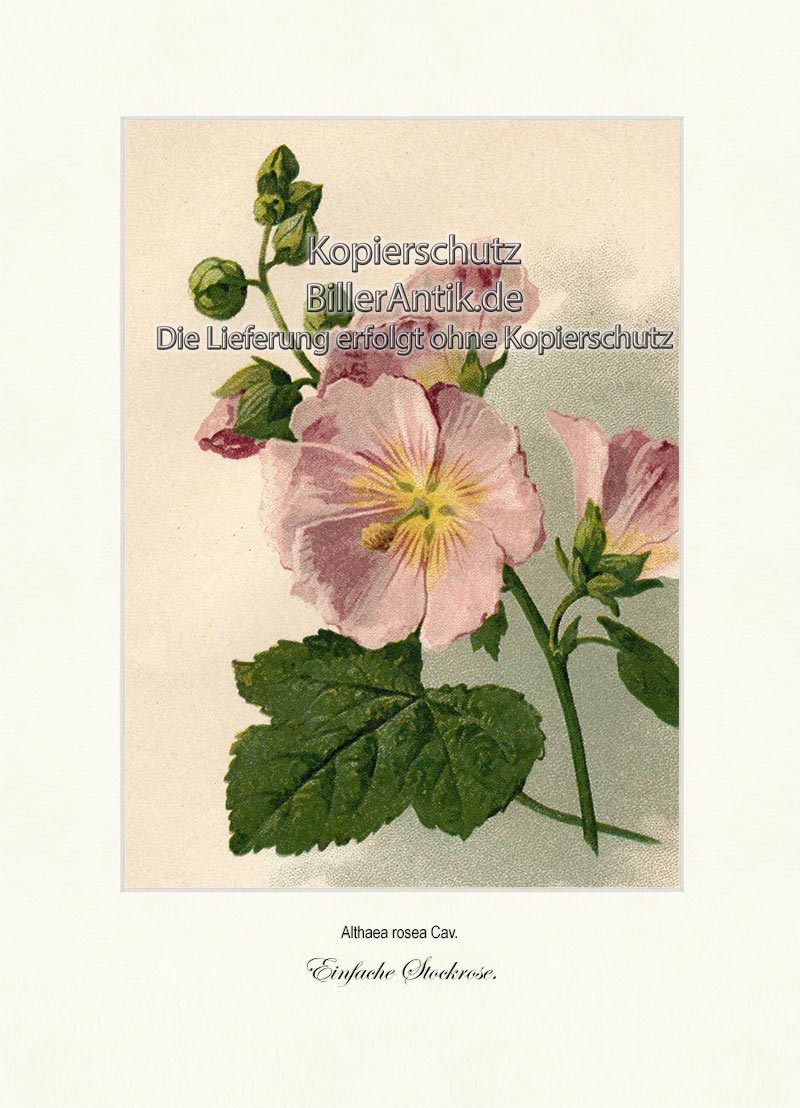 Einfache Stockrose Stockmalve Bauernrose Malvengewächse Vilmorin A3 057