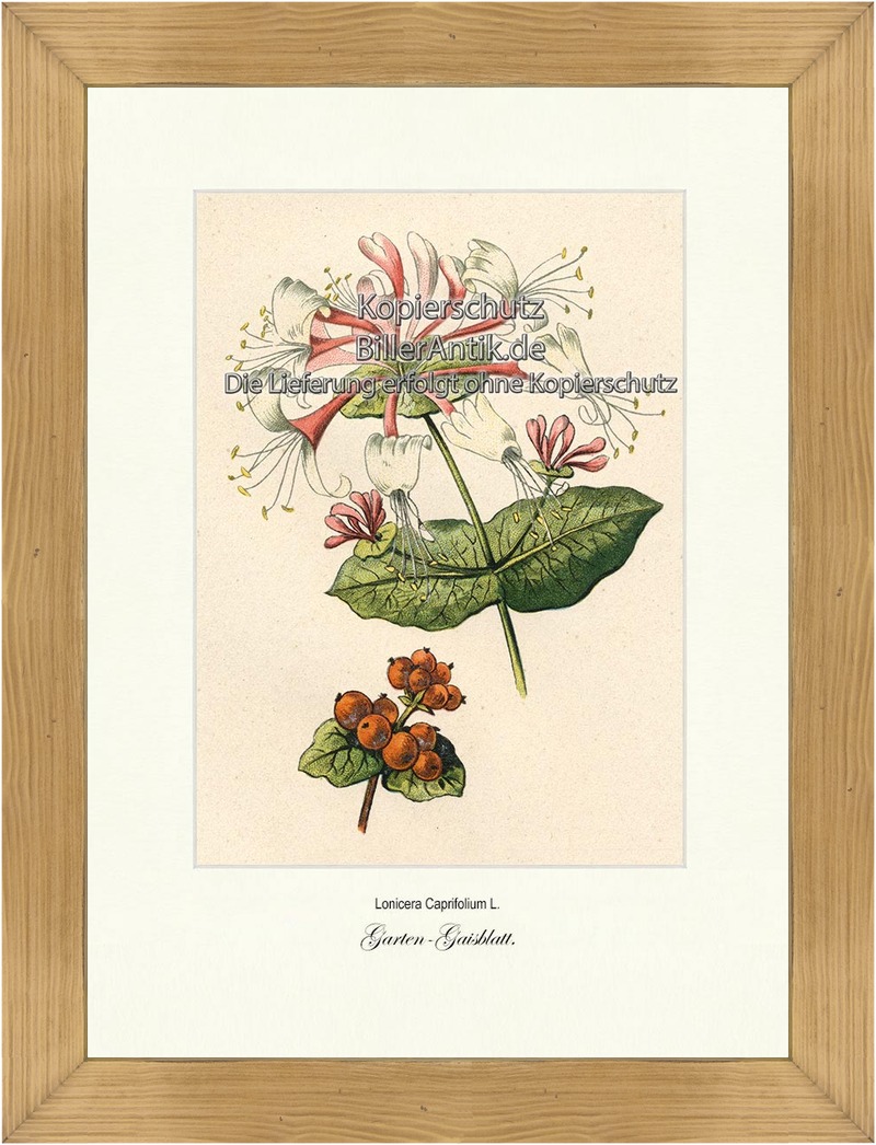 Garten-Gaisblatt Lonicera Caprifolium Jelngerjelieber Vilmorin A4 347 |  eBay.de